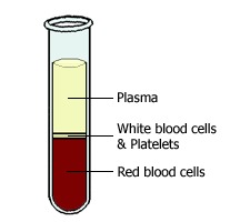Diagram of separated blood components: Plasma, white blood cells, platelets, and red blood cells.