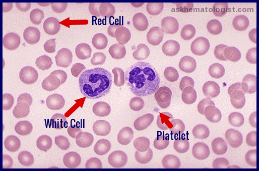 Labeled blood smear showing Red Cell, White Cell (Neutrophil), and Platelet components.