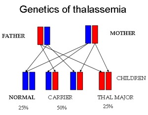 Thalassemias - genetics