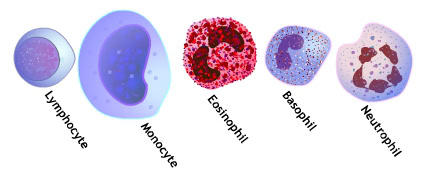 Diagram illustrating the five types of white blood cells (leukocytes): Lymphocyte, Monocyte, Eosinophil, Basophil, Neutrophil.
