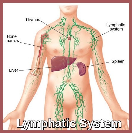 Lymphatic System Diagram for Non-Hodgkin Lymphoma Lymphatic system diagram showing lymph nodes, thymus, spleen, liver, and bone marrow relevant to non-Hodgkin lymphoma