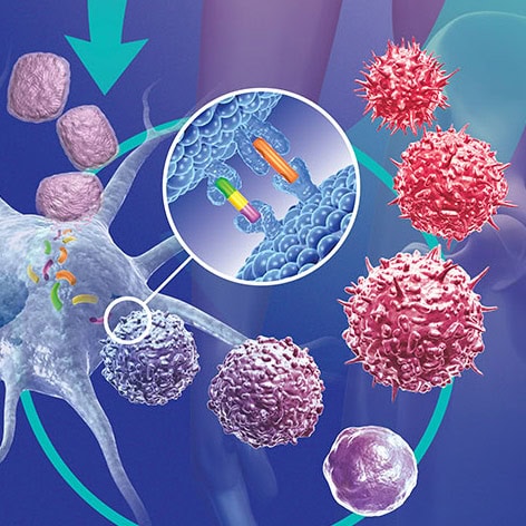 Immune System Fighting Cancer Cells