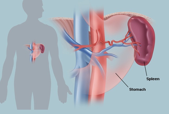 Spleen Anatomy