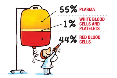 Diagram of the Main Components of Blood