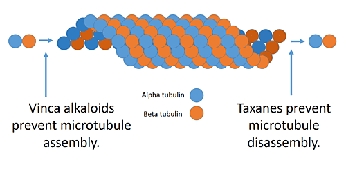 Diagram of Anti-microtubule agents (vinca alkaloids/taxanes) disrupting cell division, illustrating a key chemotherapy mechanism of action.