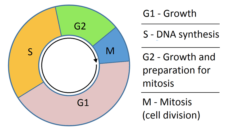 Chemotherapeutic Agents