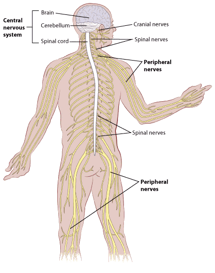 Diagram of the Central Nervous System (CNS), which can be the site of chemotherapy-induced neurotoxicity or require intrathecal administration.