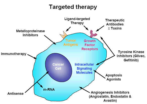 Diagram illustrating the mechanism of Targeted Therapy (monoclonal antibody or TKI), showing selective binding to a specific molecular cancer target.