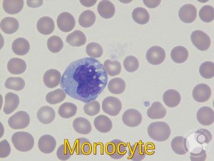 Normal Monocyte
