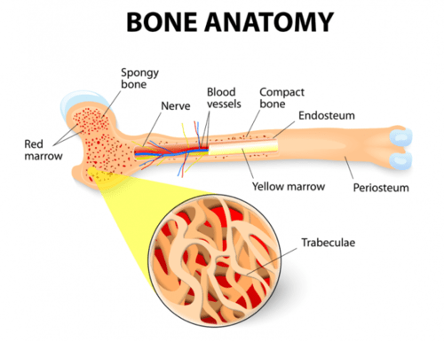 Anatomía ósea