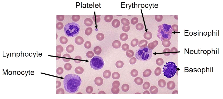 Understanding blood test results hematology