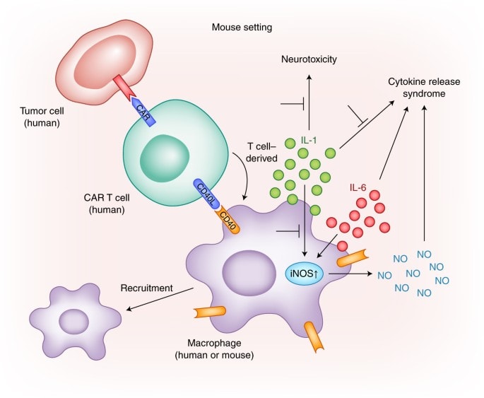 CAR T-Cell Therapy - Ask Hematologist | Understand Hematology