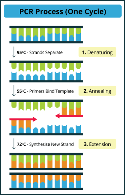 PCR cycle steps – molecular and cytogenetic studies in hematology PCR denaturation–annealing–extension in molecular and cytogenetic studies in hematology