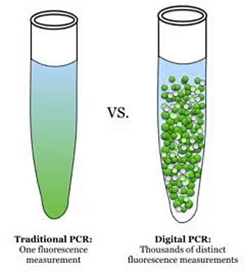 Digital PCR vs traditional PCR – molecular and cytogenetic studies in hematology Comparison of traditional PCR and digital PCR showing single vs thousands of fluorescence measurements in molecular and cytogenetic studies in hematology.