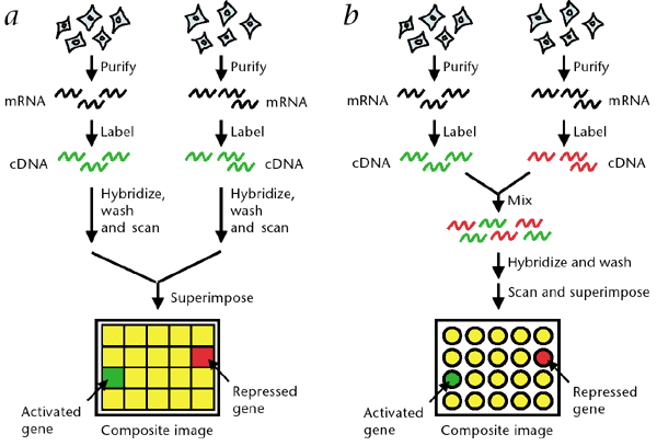 Microarray gene expression analysis workflow Microarray workflow showing two gene expression analysis methods with activated and repressed gene signals in molecular and cytogenetic studies in hematology.