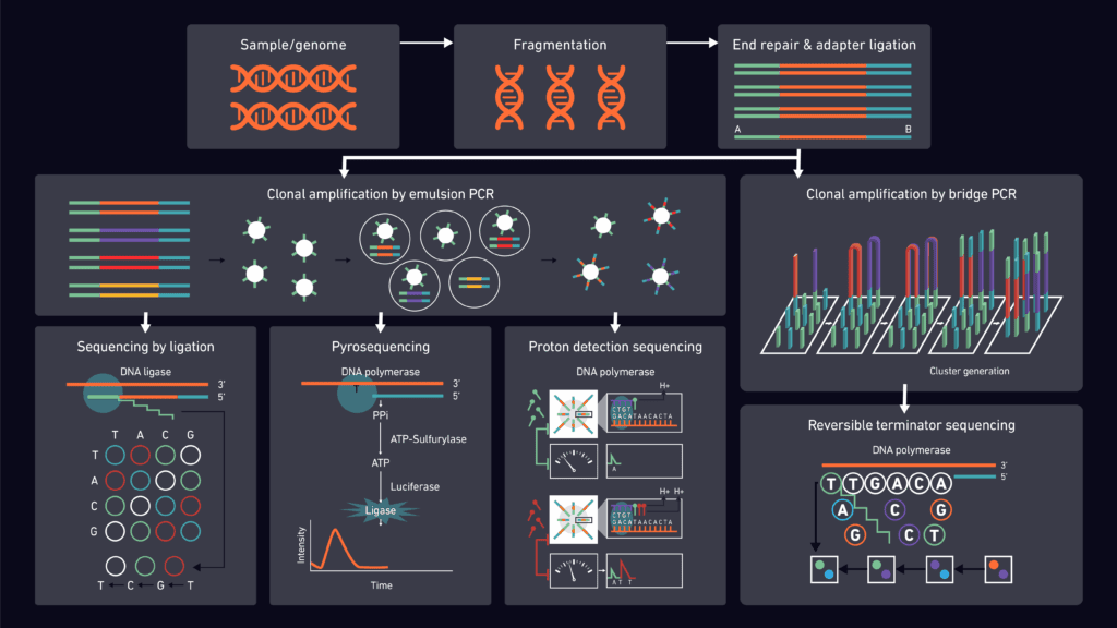 NGS workflow overview – molecular and cytogenetic studies in hematology Next-generation sequencing workflow showing DNA fragmentation, adapter ligation, clonal amplification, and sequencing methods used in molecular and cytogenetic studies in hematology.