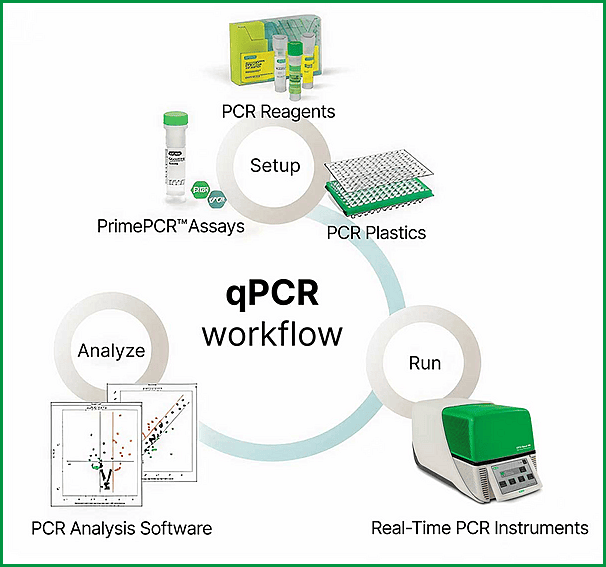 qPCR workflow – molecular and cytogenetic studies in hematology qPCR workflow showing setup, run, and analysis steps using real-time PCR instruments and reagents in molecular and cytogenetic studies in hematology.