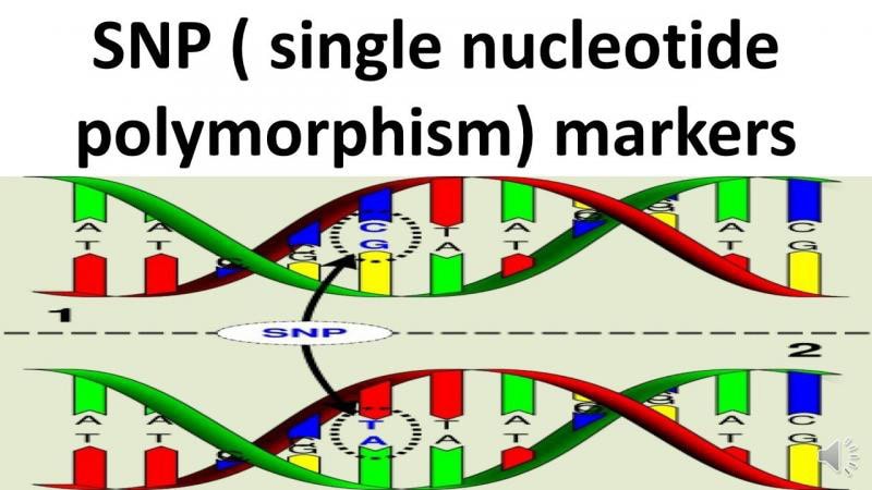 SNP markers in molecular and cytogenetic studies in hematology Diagram of single nucleotide polymorphism markers showing DNA base variation used in molecular and cytogenetic studies in hematology.
