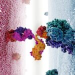Molecular illustration of a bispecific antibody bridging a CD20 antigen target on a cancer cell to a host T cell