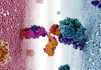 Molecular illustration of a bispecific antibody bridging a CD20 antigen target on a cancer cell to a host T cell