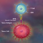 Bispecific Antibodies in Blood Cancers Diagram showing a bispecific T-cell engager bridging CD3 on a T cell to a tumor antigen on a tumor cell